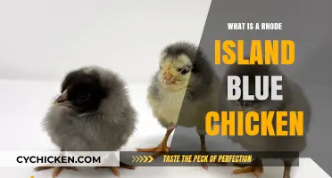 Discover the Rhode Island Blue Chicken: Breed, Traits, and Care Tips