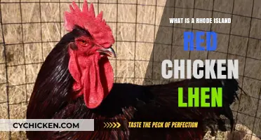 Discover the Rhode Island Red Chicken: Breed, Traits, and Care