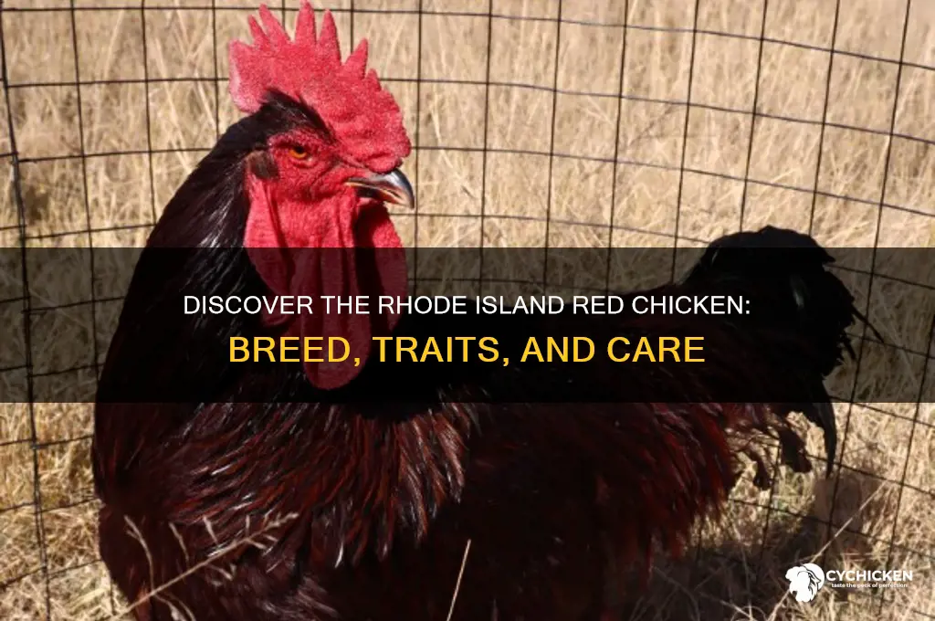 what is a rhode island red chicken lhen