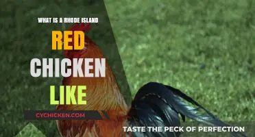 Discover the Rhode Island Red: Traits, Temperament, and Care Tips