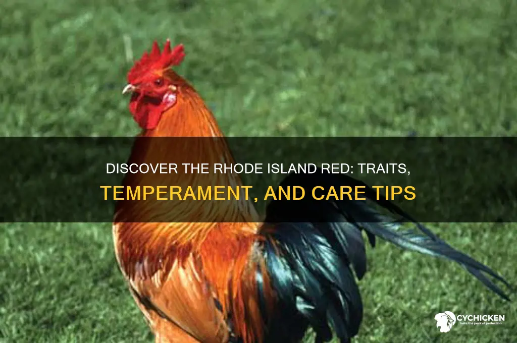 what is a rhode island red chicken like