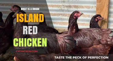 Discover the Rhode Island Red: A Classic Chicken Breed Explained