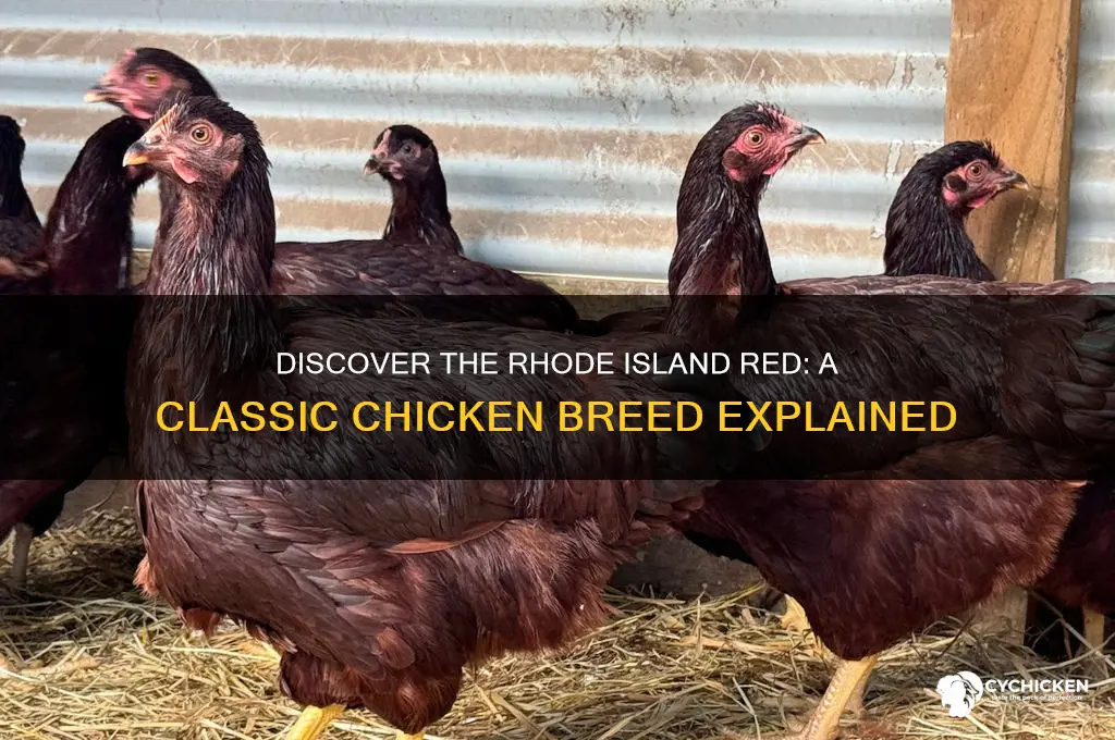 what is a rhode island red chicken
