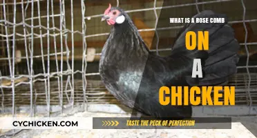 Understanding the Rose Comb: A Unique Chicken Feature Explained