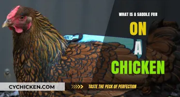 Understanding the Purpose of a Saddle on a Chicken