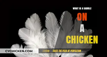 Understanding the Saddle: A Unique Feather Pattern on Chickens