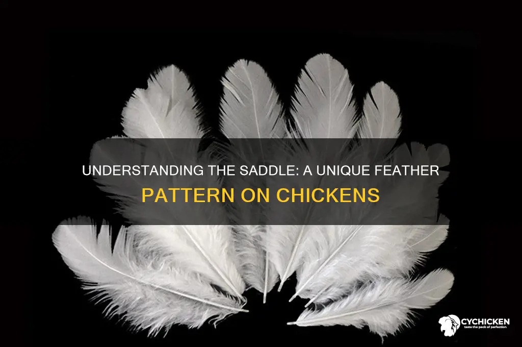 what is a saddle on a chicken