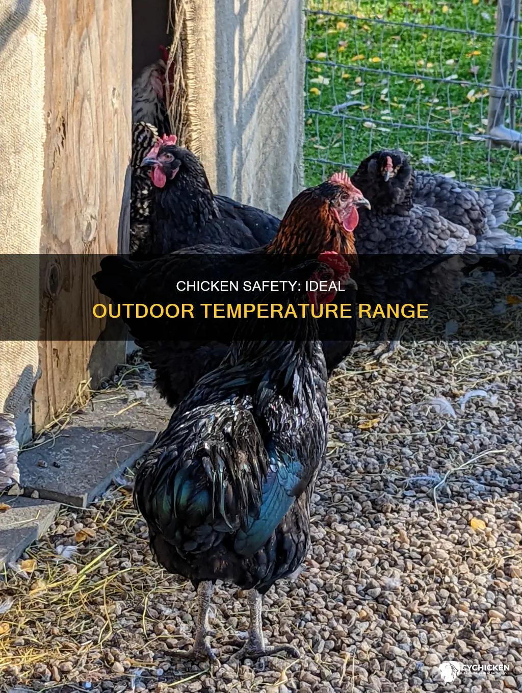 what is a safe temperature for chicken to be outside