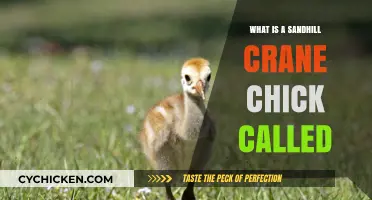 Discovering the Adorable Name of a Sandhill Crane Chick