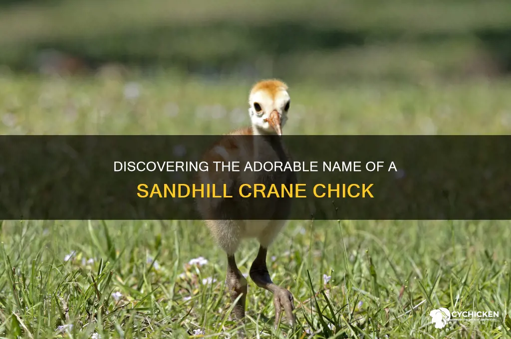 what is a sandhill crane chick called