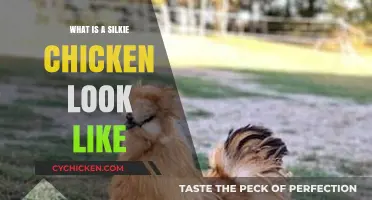 Discover the Unique Appearance of Silkie Chickens: Fluffy, Feathered Wonders