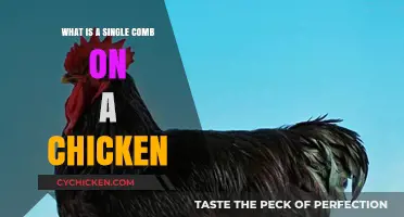 Understanding the Single Comb: A Unique Feature in Chickens