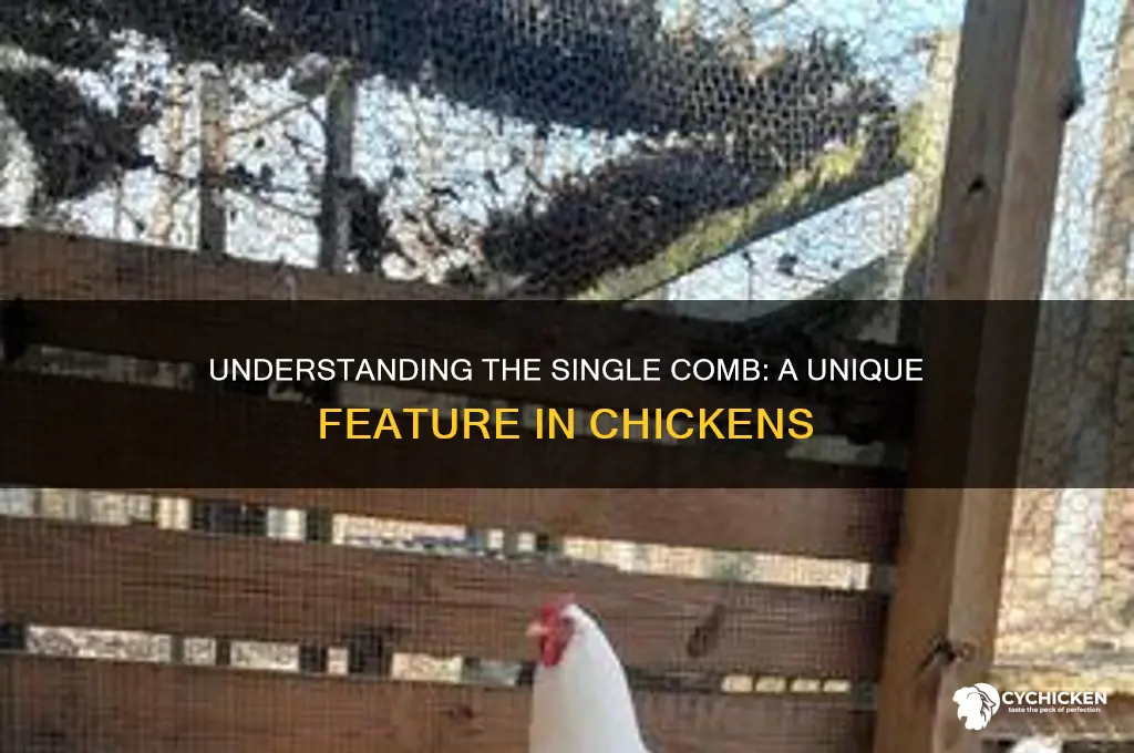 what is a single comb on a chicken