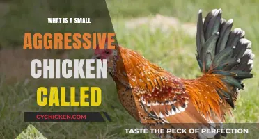 Meet the Fierce Bantam: Exploring the Small Aggressive Chicken Breed