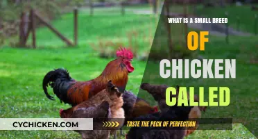 Discover the Charming Bantam: A Small Chicken Breed Explained