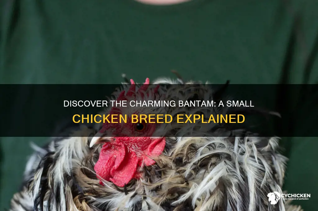 what is a small breed of chicken called