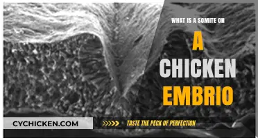 Understanding Somites in Chicken Embryos: Structure, Function, and Development