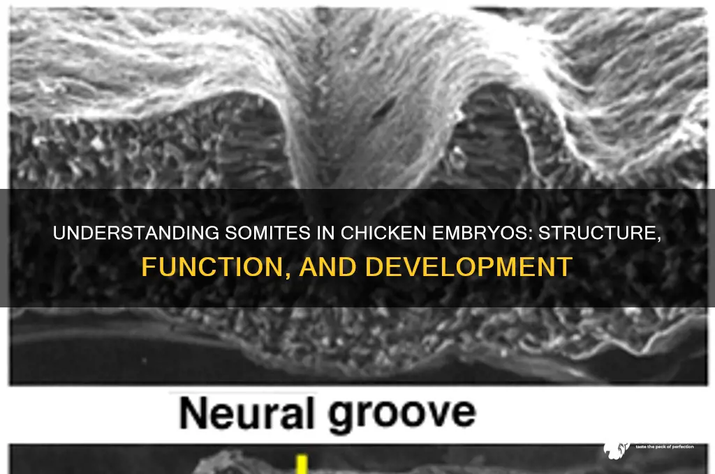 what is a somite on a chicken embrio