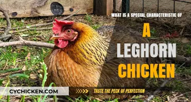 Leghorn Chickens: Unique Traits and Characteristics