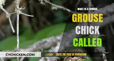 Discovering the Adorable Name of a Spruce Grouse Chick
