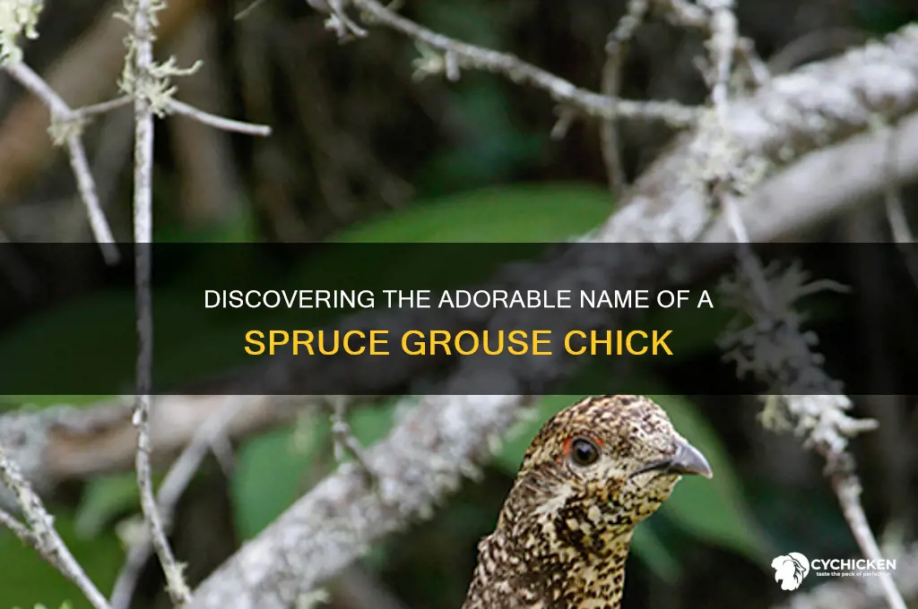 what is a spruce grouse chick called