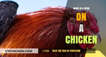 Understanding Chicken Spurs: Purpose, Growth, and Care Explained