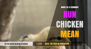Understanding Straight Run Chickens: What It Means for Your Flock