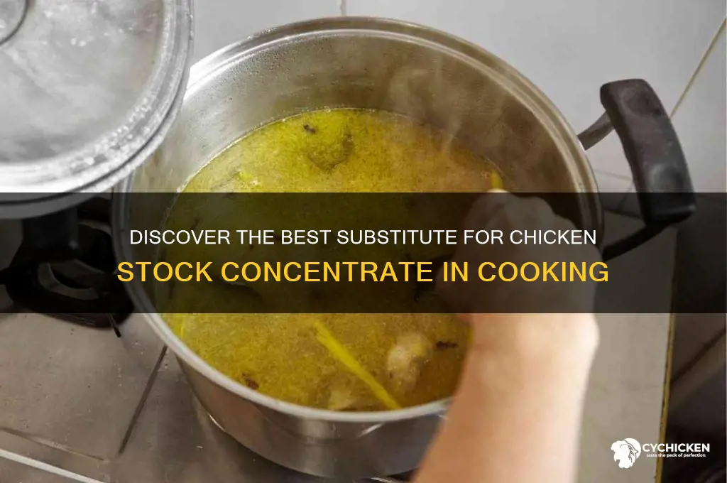 what is a substitute for chicken stock concentrate