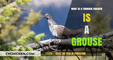 Thunder Chicken Unveiled: Understanding the Grouse's Unique Nickname