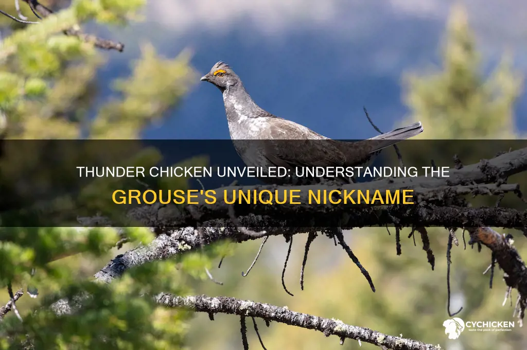what is a thunder chicken is a grouse