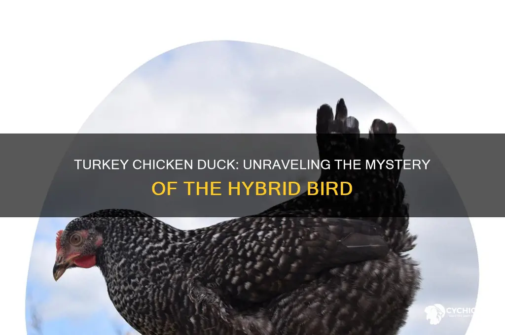 what is a turkey chicken duck called