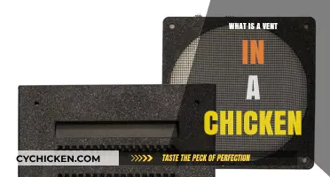 Understanding Chicken Vents: Essential Functions and Care Tips Explained
