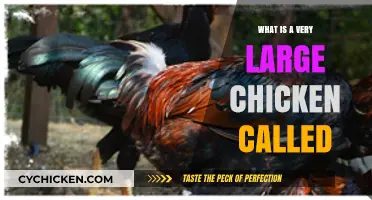 Giant Chicken Breeds: Exploring the World's Largest Feathered Giants