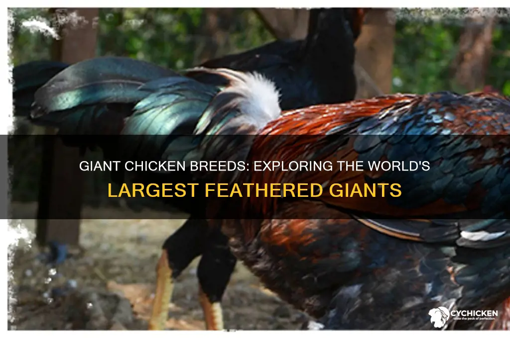 what is a very large chicken called