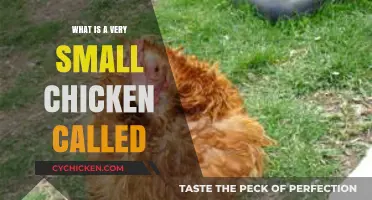 Tiny Clucks: Unveiling the Adorable Name for a Very Small Chicken