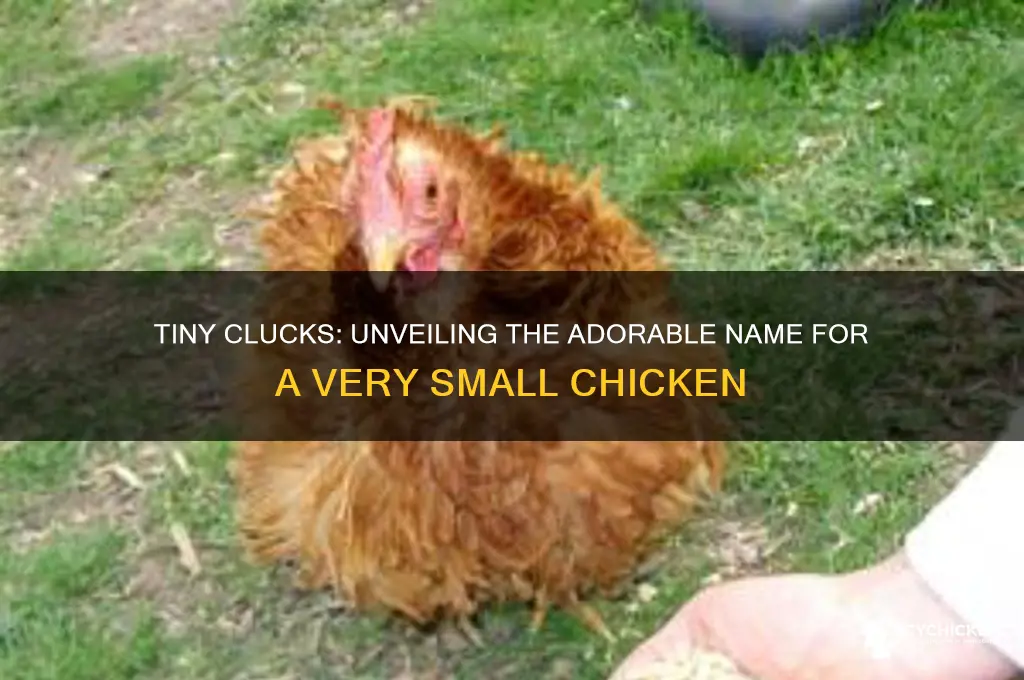 what is a very small chicken called