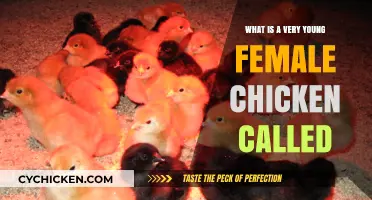 What’s a Very Young Female Chicken Called? Poultry Basics Explained