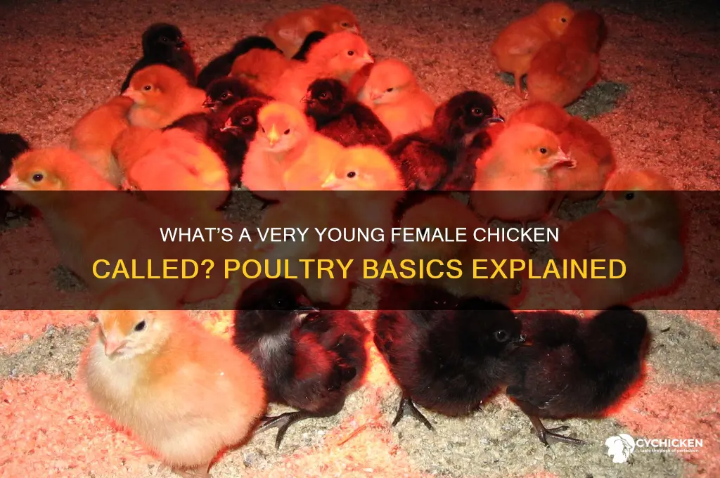 what is a very young female chicken called