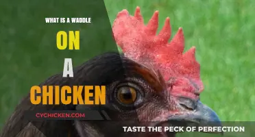 Understanding the Chicken Waddle: Function, Health, and Care Tips