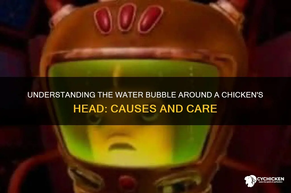 what is a water bubble around chicken head