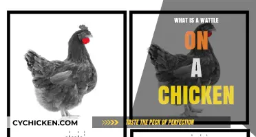 Understanding the Wattle: A Key Feature of Chicken Anatomy Explained