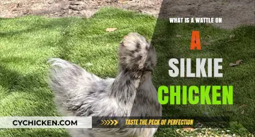 Understanding the Unique Wattle Feature on Silkie Chickens: A Guide