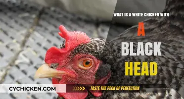 Black-Headed White Chicken: What's the Deal?