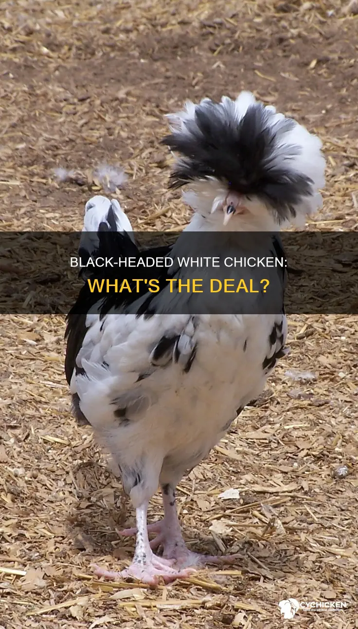 what is a white chicken with a black head