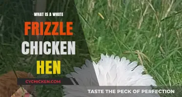 Understanding the Unique White Frizzle Chicken Hen Breed and Care