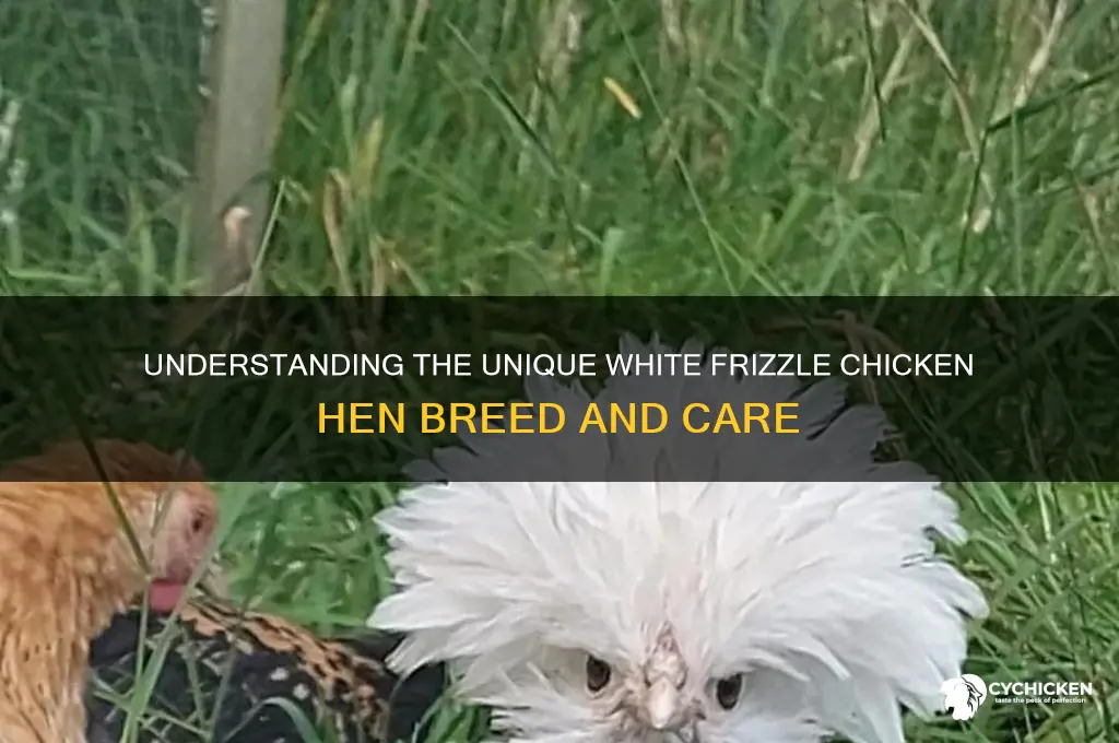 what is a white frizzle chicken hen