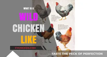 Exploring the Natural Behavior and Traits of Wild Chickens