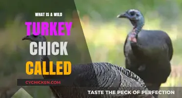 Discovering the Adorable Name for a Wild Turkey Chick
