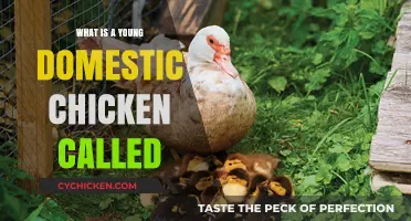 What’s a Young Domestic Chicken Called? Discover the Answer Here