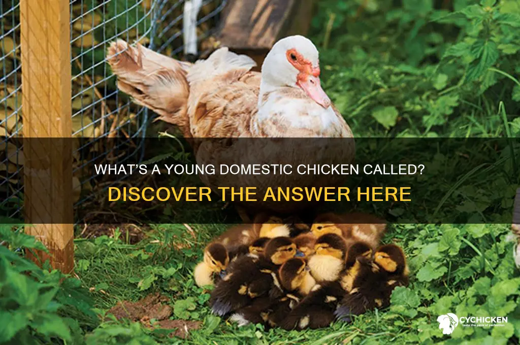 what is a young domestic chicken called